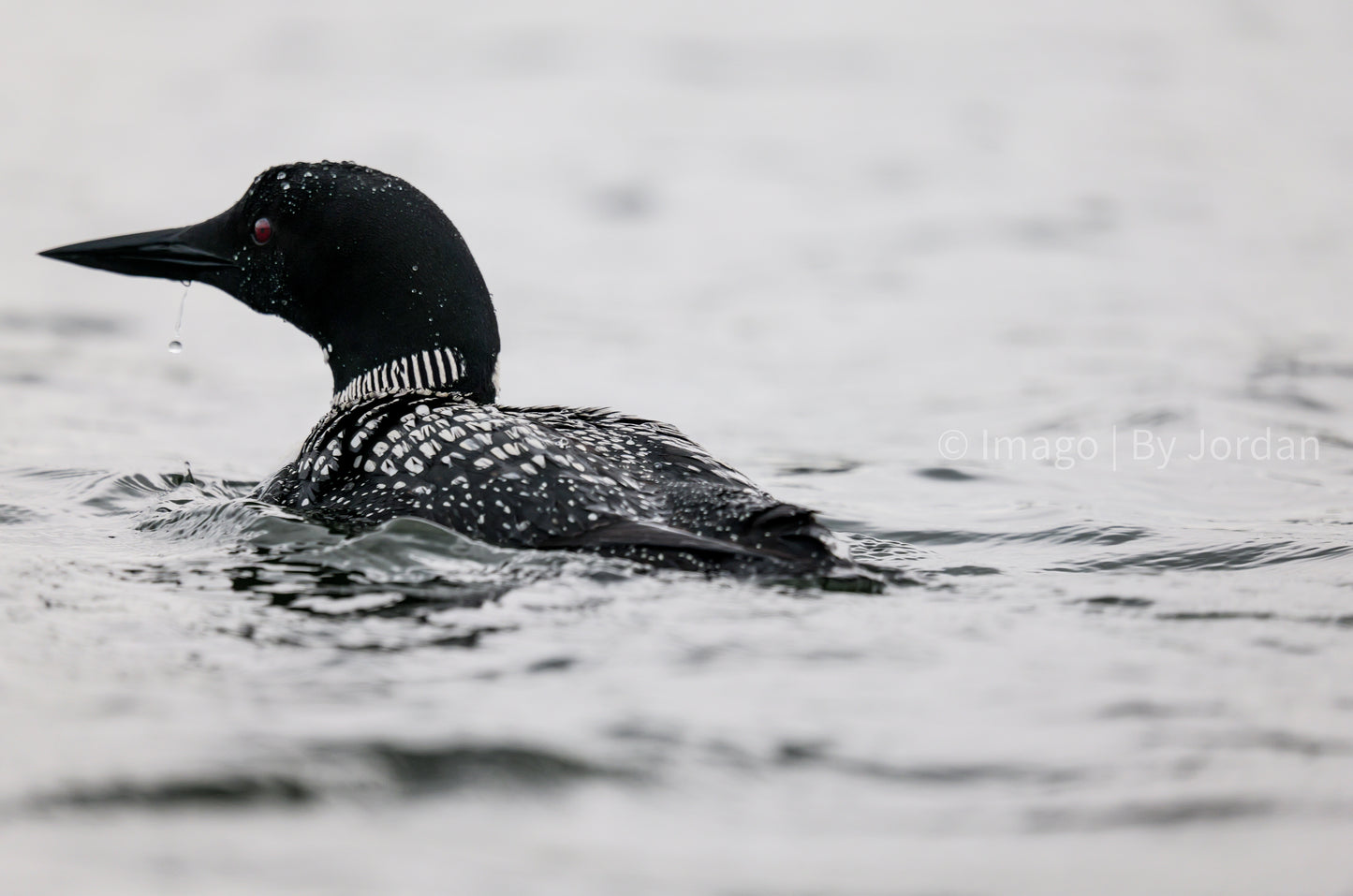 Minnesota Loon Print.